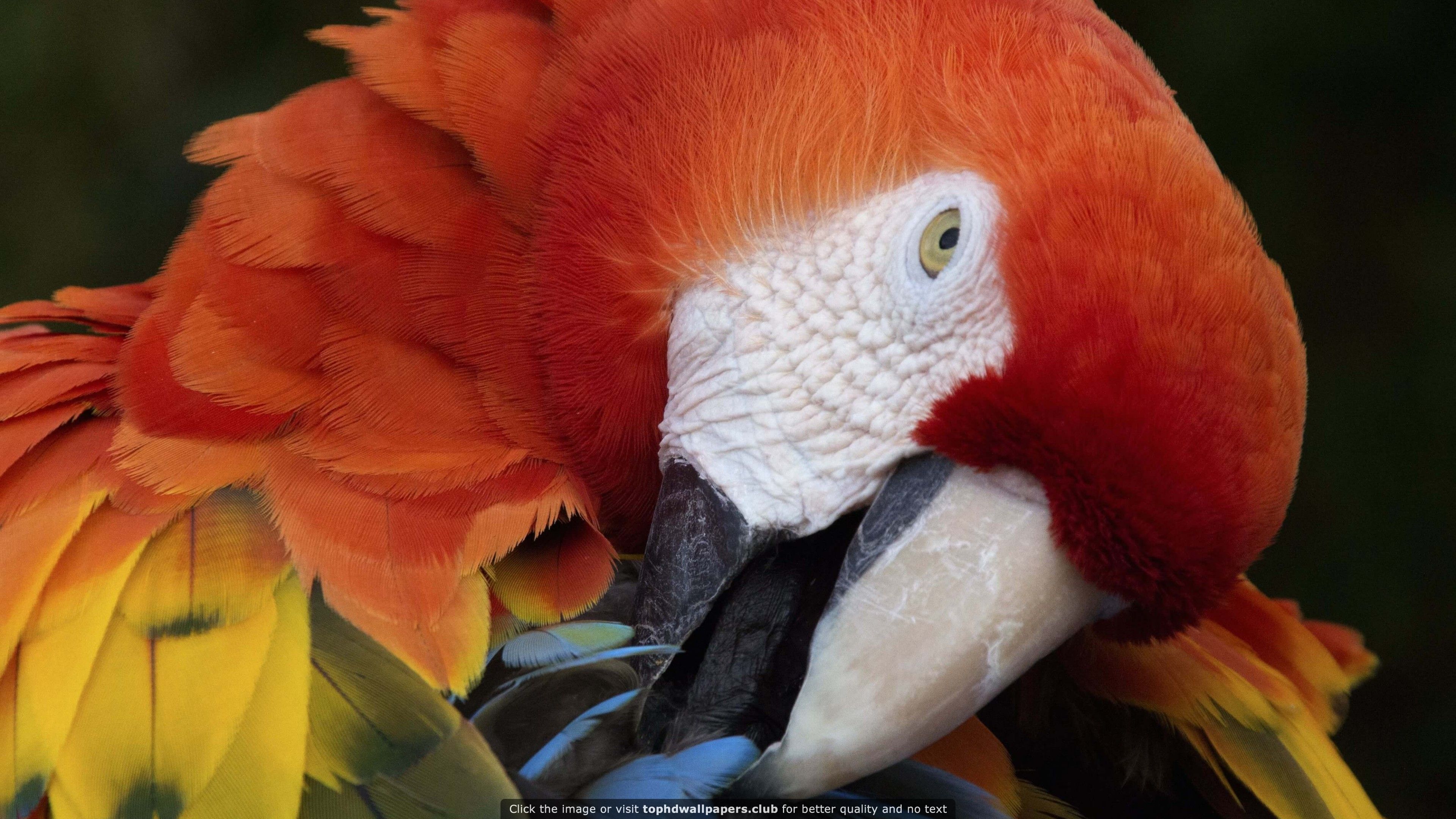 Download macaw for mac